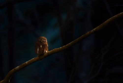 Guardian of the Jungle
