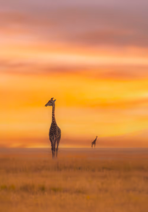 An evening in Africa