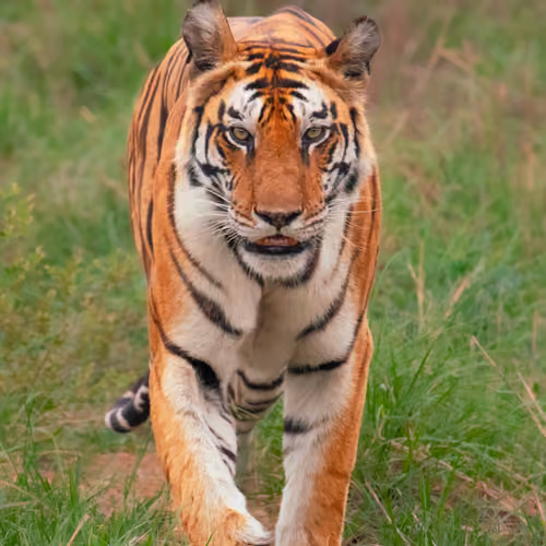 Princess of Panna