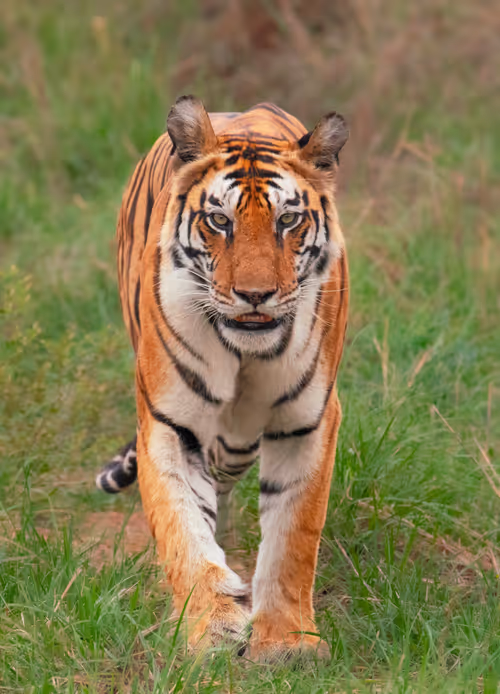 Princess of Panna