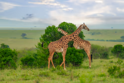 An afternoon in Africa