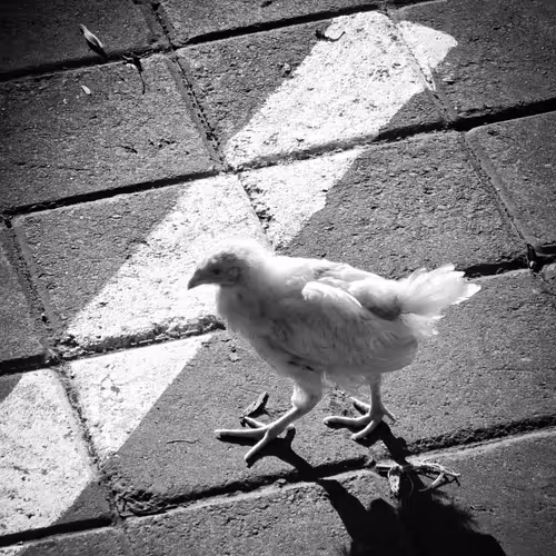 B&W Chicken