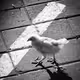 B&W Chicken
