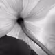 Poppy