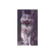 579