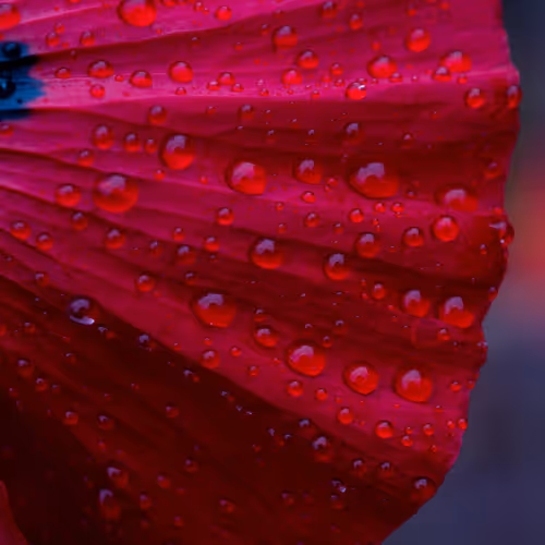 Whispers of the Garden