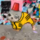 3731