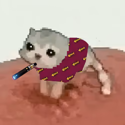 Low Quality Cat #2502