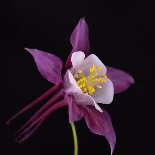 Columbine Surprise Editions