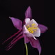 Columbine Surprise Editions