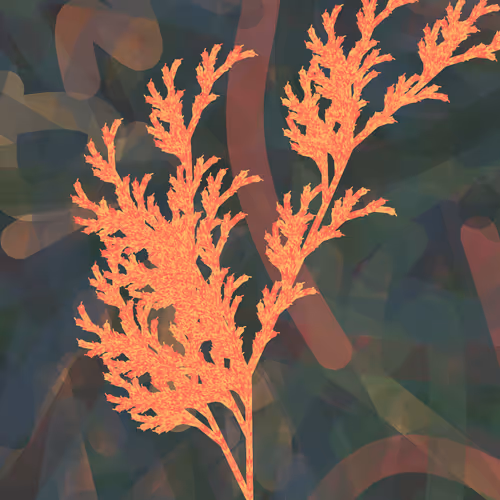 Ash Fern