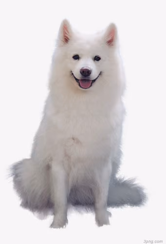 DOGGY PASS #6