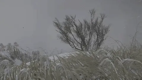 Virtual Phenomenology Annex