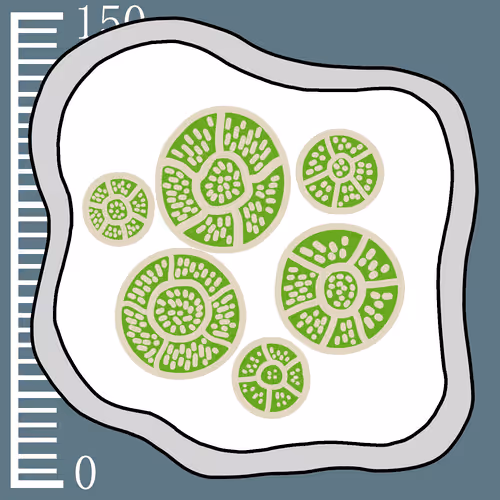 Item #449 Media