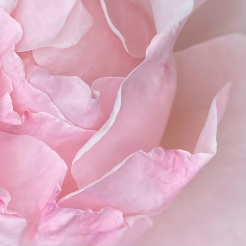 The last rose of summer