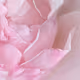 The last rose of summer