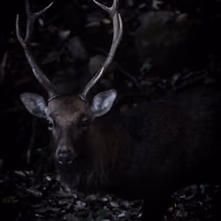 Deer