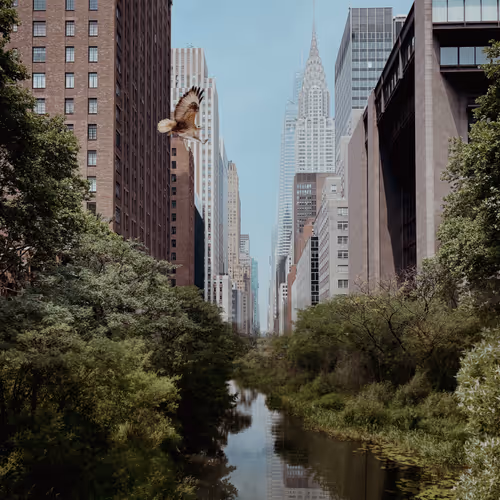 Displaced Giraffe In The City