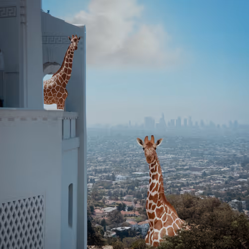 Displaced Giraffe In The City