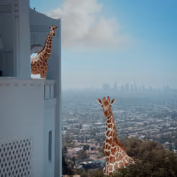 Giraffes in Los Angeles #1/1