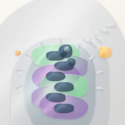 66
