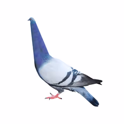 Long Neck Pigeon, 2023