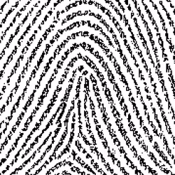 481