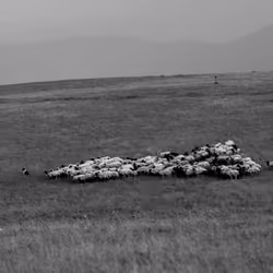 Where the Silence Grazes