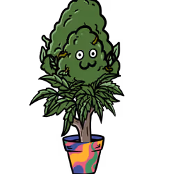 Joe Breath