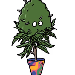 Royal Lime