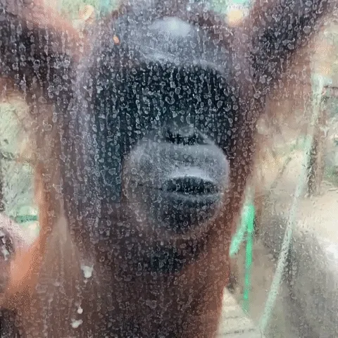 Wearewerymonkey