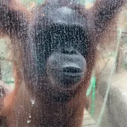 Ape # 85
