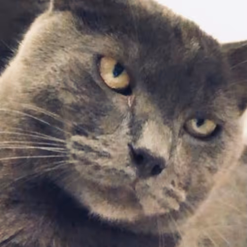 Crypto Cat Nr. 1 (Owners Cat)