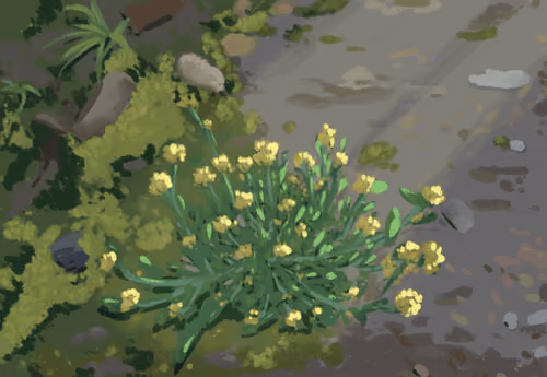 wildflower