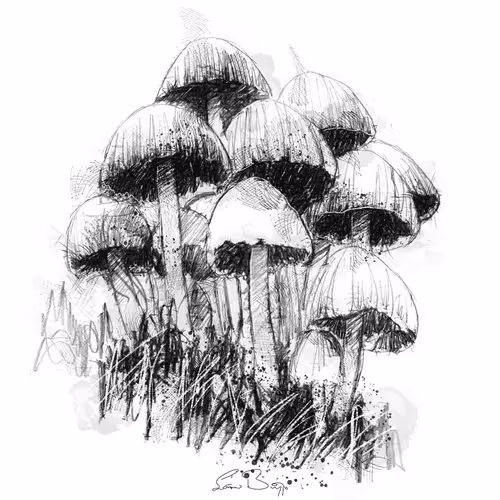 Sketch By Anon