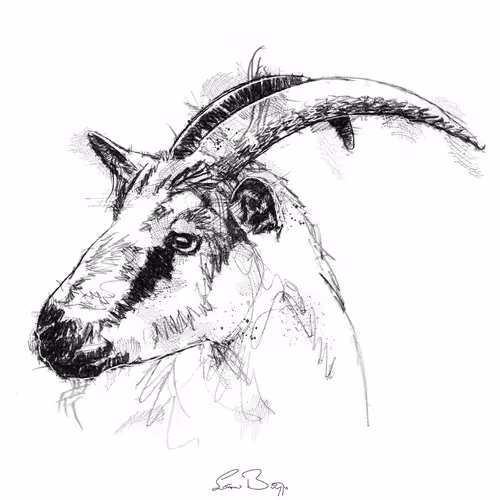 Sketch By Anon