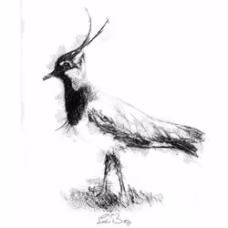 Sketch By Anon #54
