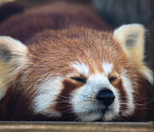 Fusion - Elite Red Panda #2/4