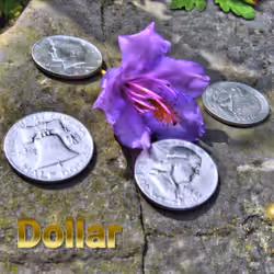 Dollar