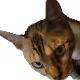 71