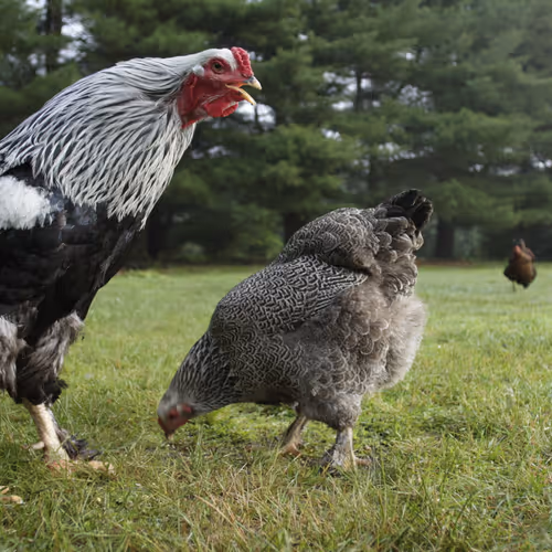 Chicken Photos