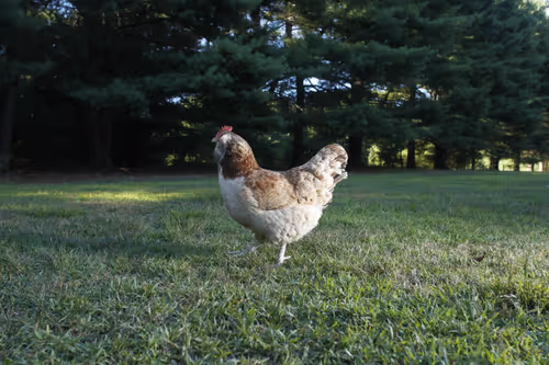 Item #20220813180154 Media