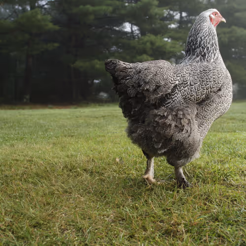 Chicken Photos