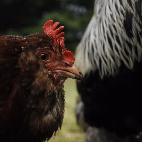 Chicken Photos