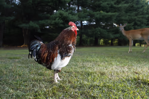 Item #20220814183129 Media