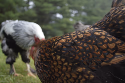 Item #20220617064726 Media