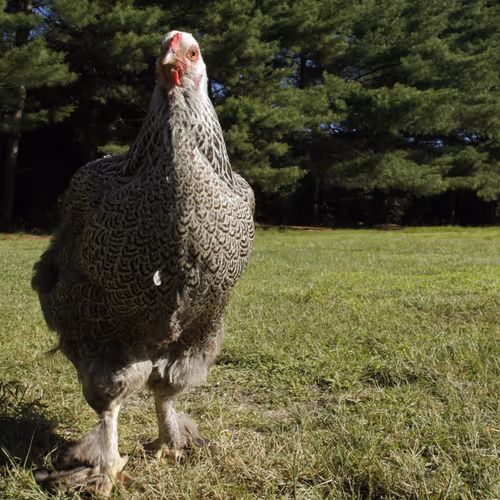 Chicken Photos