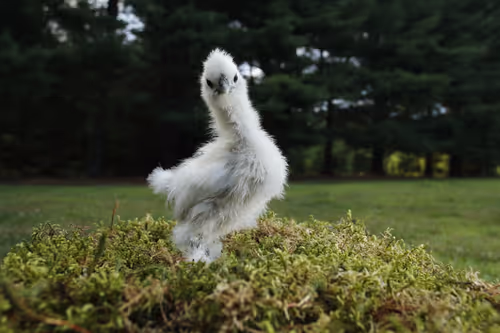 Item #20220719190218 Media