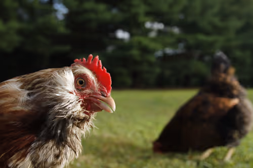 Item #20220720062100 Media