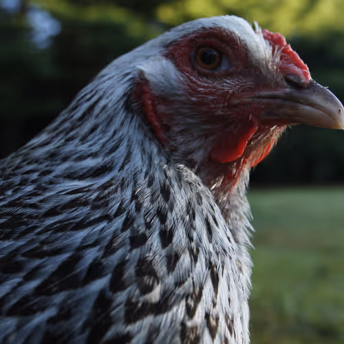 Chicken Photos